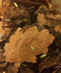 Grøn banan kakerlak Panchlora nivea 10 stk pakning