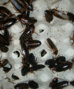 Dubia kakerlakker