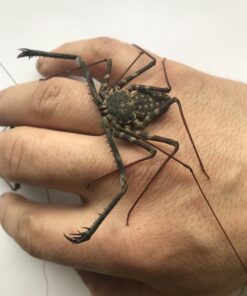 Tailless Whip Scorpion-Damon medius