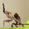 Ghost mantis-Phyllocrania paradoxa