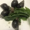 Congo snegl-Achatina fulica medium husstørele ca 10 cm