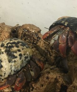 Landlevende eremit krabbe-Coenobita clypeatus Ecuador