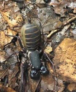 Vinegaroons-Thelyphonidae sp.