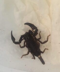 Heterometrus cyaneus Small ca. 2 cm