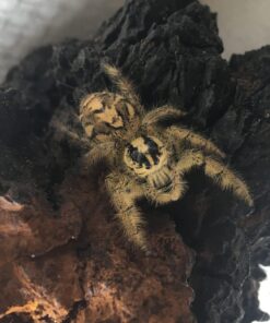 Springedderkop-Hyllus diardi