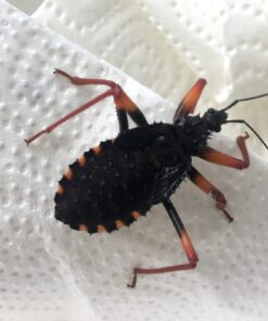 Rovtæge-Platymeris horridum