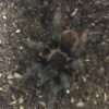 Fugleedderkop-Brachypelma vagans L