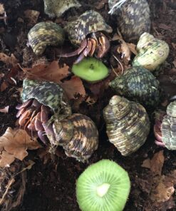 Landlevende eremitkrabbe-Coenobita brevimanus