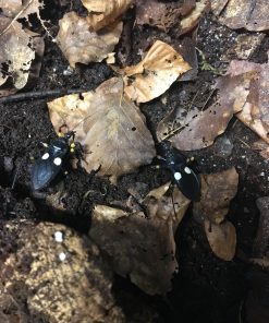 Rovtæge-Platymeris biguttatus