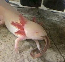 Axolotl