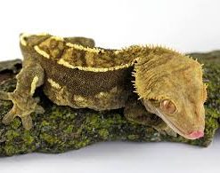 Kronegekko