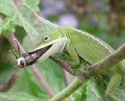 Grøn anole