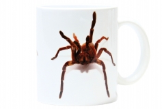 Kaffekop Theraphosa motiv