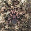 Fugleedderkop-Brachypelma boehmei medium
