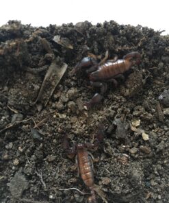 Europærisk skorpion-Euscorpius carpaticuc