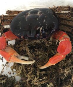 Landkrabbe XL-Discoplax magna