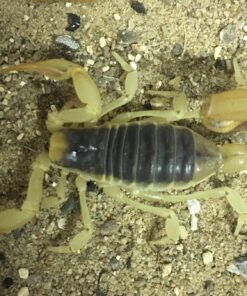 Kæmpe ørkenskorpion hadrurus arizonensis