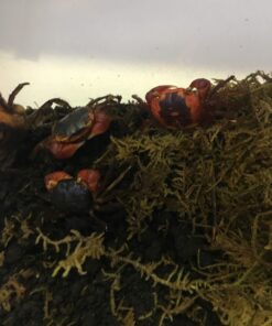 Landkrabbe Metasesarma aubryi