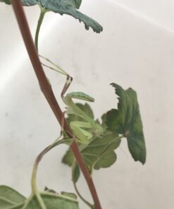 Knæler-Sphnodromantis lineola