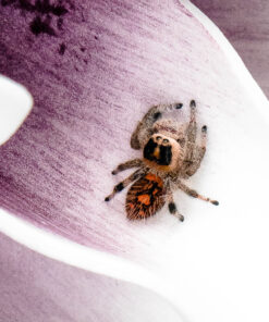 Springedderkop-Phidippus regius