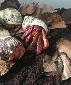 Landlevende eremitkrebs-Coenobita perlatus M