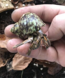 Landlevende eremitkrebs-Coenobita rugosus