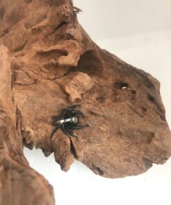 Springedderkop-Hyllus treleaveni