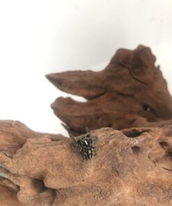 Springedderkop-Hyllus argyroxus