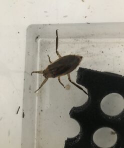 Gigant water bug-Lethocerus cordofanus