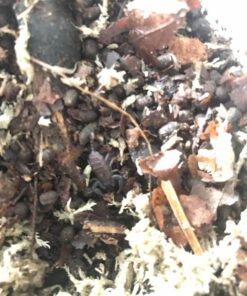 Europæriske skorpion-Euscorpius italicus