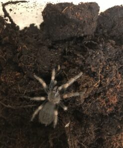 Fugleedderkop-Brachypelma smithi m