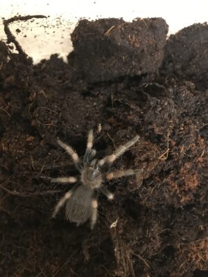 Fugleedderkop-Brachypelma smithi m