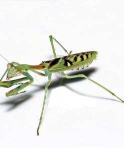 Zebra knæler-Omomantis zebrata