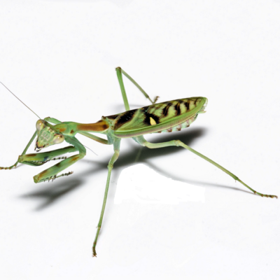 Zebra knæler-Omomantis zebrata