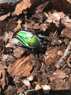 Bille-Dicronorhina derbyana derbyana