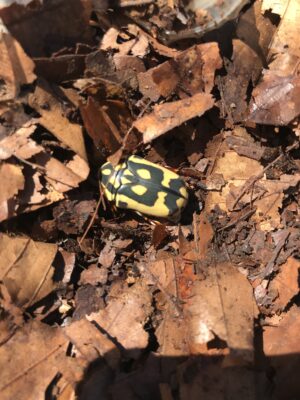 Blomsterbille-Pachnoda aemula
