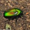 5 stk larver af blomsterbiller- Chlorocala africana africana